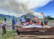 Satgas Yonif 122/TS Musnahkan 650 KG Pinang Hasil penyelundupan dari Papua Nugini