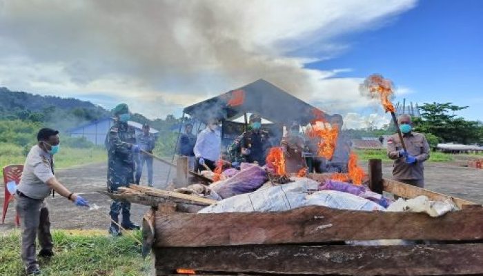 Satgas Yonif 122/TS Musnahkan 650 KG Pinang Hasil penyelundupan dari Papua Nugini