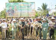 Pangdam IX/Udayana Pimpin Langsung Panen Raya Jagung dan Deklarasi Patriot Pangan Bersama Kelompok Tani Pade Angen