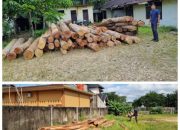 Dituding Tak Mampu Tertibkan Ilegal Logging, Kapolres Kampar Beri Bukti Nyata Puluhan Tual Kayu Ilog Diamankan