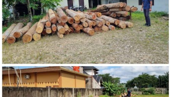 Dituding Tak Mampu Tertibkan Ilegal Logging, Kapolres Kampar Beri Bukti Nyata Puluhan Tual Kayu Ilog Diamankan
