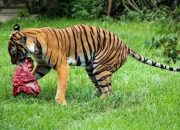 Pekerja Kebun Sawit di PT SAS, Diterkam Harimau Sumatra Hingga Tewas