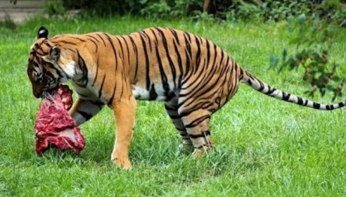 Pekerja Kebun Sawit di PT SAS, Diterkam Harimau Sumatra Hingga Tewas