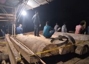 Polres Kampar Ungkap Kasus Ilegal Logging di Sawmil Terbesar Diwilayah Hukumnya
