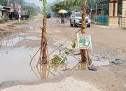Warga Desa Sumber Sari Tanam Pohon Pisang di Tengah Jalan,Ini Penyebabnya