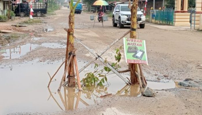 Warga Desa Sumber Sari Tanam Pohon Pisang di Tengah Jalan,Ini Penyebabnya
