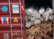 Upaya Penyelundupan Rotan Ilegal Sebanyak 8 Kontiner di Bongkar Secata Tertutup Oleh Bea Cukai Pontianak