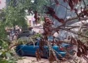 DLHK Pekanbaru : Pangkal Batangnya Dibakar Biang Kerok Tumbangnya Pohon Di Jalan Paus