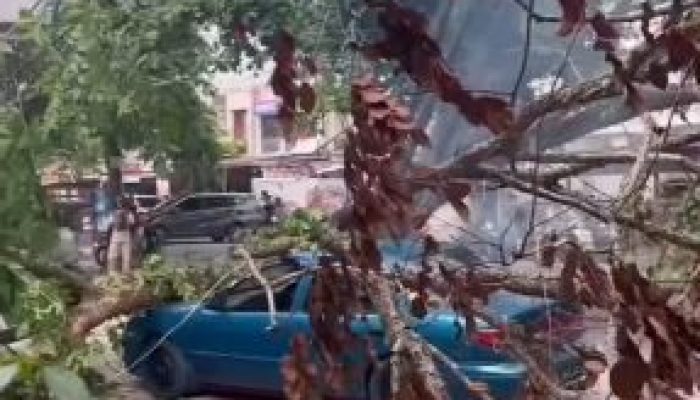 DLHK Pekanbaru : Pangkal Batangnya Dibakar Biang Kerok Tumbangnya Pohon Di Jalan Paus