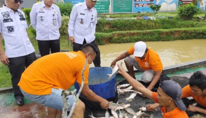 Dukung Ketahanan Pangan Nasional, Rutan Rengat Bersama CV Rosadia Petaho Panen Kangkung dan Ikan Air Tawar