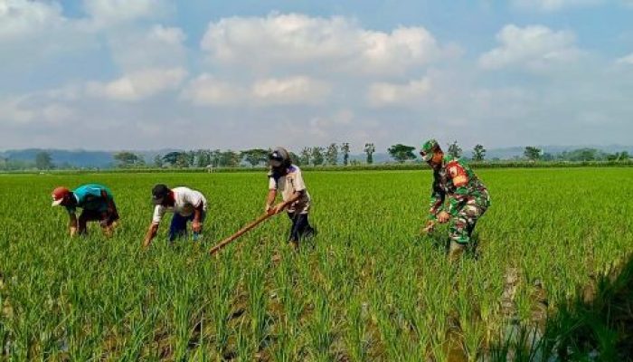 Optimalkan Ketahanan Pangan, Babinsa Kademangan Dukung Petani Tingkatkan Kualitas Panen