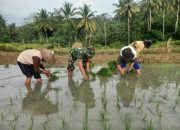 Babinsa Sumbersih Dampingi Poktan Tunas Jaya Tanam Padi di Lahan Warga