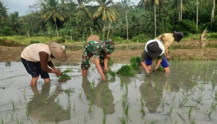 Babinsa Sumbersih Dampingi Poktan Tunas Jaya Tanam Padi di Lahan Warga