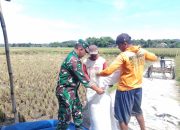 Babinsa Sukorejo Koramil 0808/09 Sutojayan Bantu Panen Padi Dukung Ketahanan Pangan Di Blitar