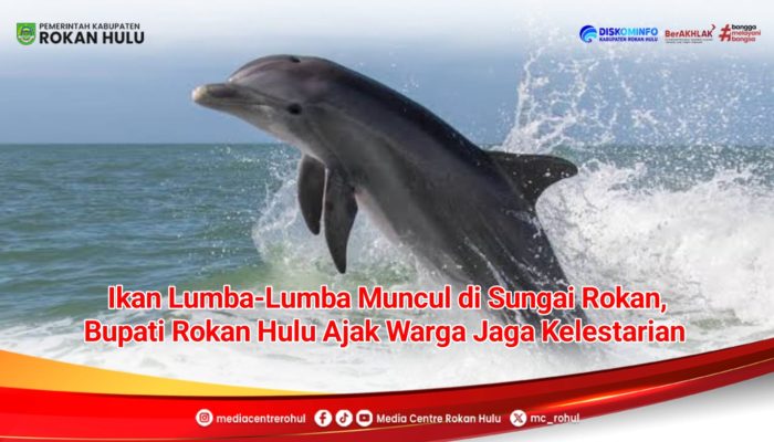 Pesut Muncul di Sungai Rokan! Bupati Rohul Keluarkan Himbauan Penting untuk Warga