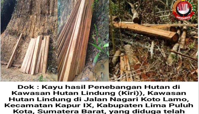Diduga Dirusak Oknum Tak Bertanggung Jawab, Hutan Lindung 50 Kota Terancam Punah