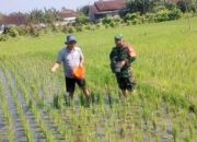 Babinsa Dermojayan Wujudkan Ketahanan Pangan, Turun Langsung Bantu Petani Memupuk Padi