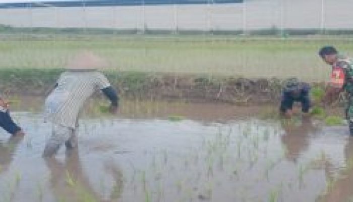 Dukung Ketahanan Pangan Nasional, Serda Dedy Awang Dampingi Penanaman Padi Milik Bapak Sumino