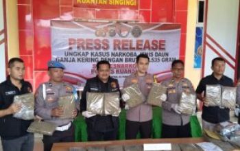 Polres Kuansing Bongkar Jaringan Ganja Lintas Kota, 21 Paket Besar Disita dari Plafon Kos