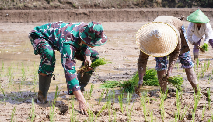TMMD Ke 127 Kodim 0808/Blitar Genjot Sektor Pertanian, TNI Bahu Membahu Bantu Petani Desa Krisik
