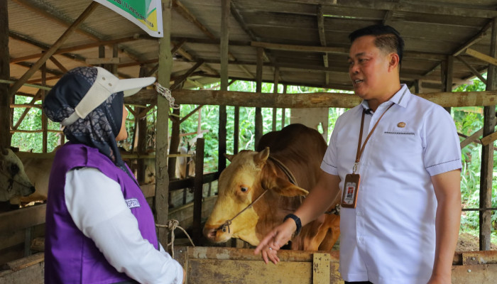 Pastikan Dalam Kondisi Sehat, Distankan Pekanbaru Pantau Sapi Kurban Presiden RI di Rumbai