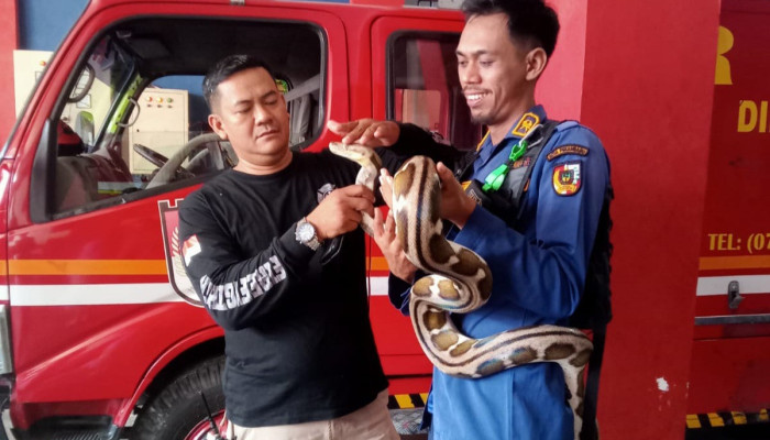 Tim DPKP Pekanbaru Lakukan 214 Kali Evakuasi Ular Selama Empat Bulan Ini