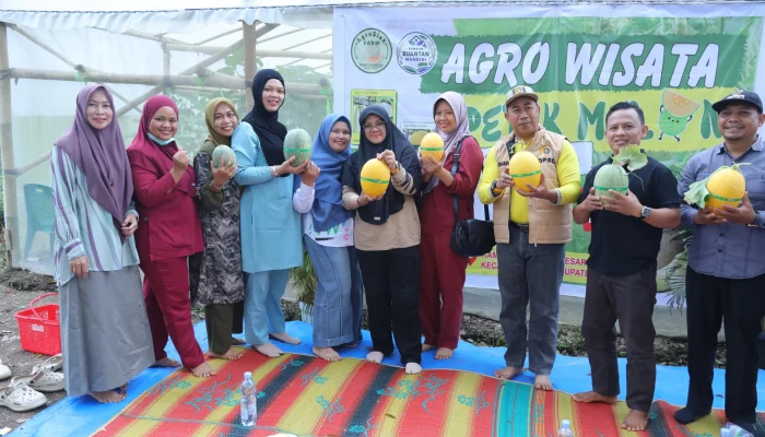 Bupati Siak Panen Melon di Buantan Besar, Bukti nyata Dana Desa Tingkatkan PAD