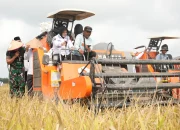 Panen Perdana Padi Zakat Produktif di Siak, Mustahik Didorong Menjadi Petani Mandiri