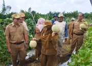 Petani Siak Berhasil Ubah Lahan Gambut Jadi Kebun Melon, Panen Perdana di Hadiri Bupati Afni