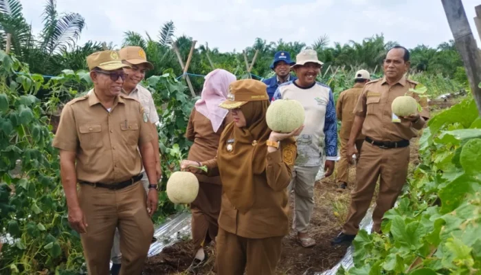 Petani Siak Berhasil Ubah Lahan Gambut Jadi Kebun Melon, Panen Perdana di Hadiri Bupati Afni