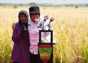 Bupati Siak Laksanakan Panen Padi Perdana di Bungaraya, Bukti Nyata Program Zakat Produktif BAZNAS