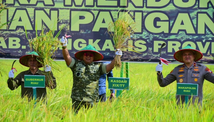 Kodam XIX Tuanku Tambusai Dukung Swasembada Pangan, Panen Raya Bengkalis Perkuat Sinergi TNI dan Masyarakat