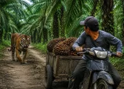 Pekerja Panen Nyaris Diterkam, Harimau Sumatra Kembali Muncul di Kebun Sawit Sungai Apit