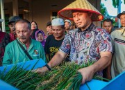 Panen Padi Gogo di Rumbai Meningkat, Pemko Pekanbaru Perkuat Ketahanan Pangan
