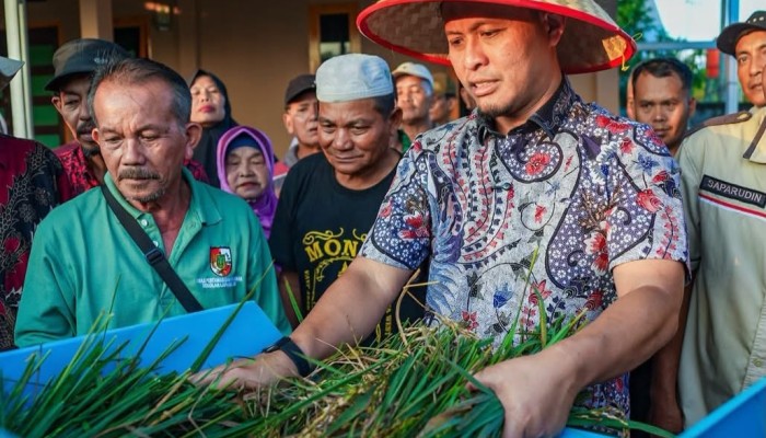 Panen Padi Gogo di Rumbai Meningkat, Pemko Pekanbaru Perkuat Ketahanan Pangan