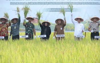 Smart Farming Binaan BI di Bunga Raya Tunjukkan Hasil, Produktivitas Padi Meningkat