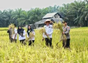 Dari Sawah untuk Negeri, Petani Siak Berjuang Menjaga Ketahanan Pangan