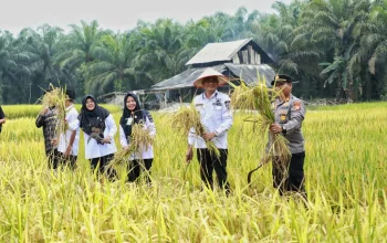 Dari Sawah untuk Negeri, Petani Siak Berjuang Menjaga Ketahanan Pangan