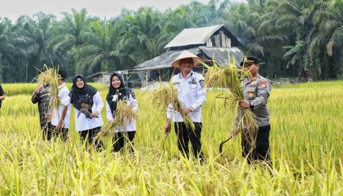 Dari Sawah untuk Negeri, Petani Siak Berjuang Menjaga Ketahanan Pangan