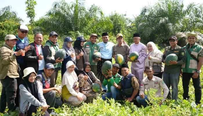 Berhasil Panen 30 Ton Semangka, Bumkam Amanah Kota Ringin Jadi Percontohan Ketahanan Pangan di Kabupaten Siak