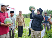 Bupati Siak Afni Apresiasi Pemanfaatan Dana Desa untuk Ketahanan Pangan, Dorong Penguatan Ekonomi Masyarakat