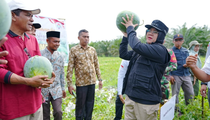 Bupati Siak Afni Apresiasi Pemanfaatan Dana Desa untuk Ketahanan Pangan, Dorong Penguatan Ekonomi Masyarakat