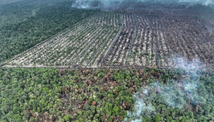 Gambut Kering Tantangan Utama Petugas Padamkan Api di Dayun