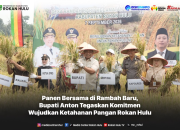 Panen Bersama di Rambah Baru, Bupati Anton Tegaskan Komitmen Wujudkan Ketahanan Pangan Rokan Hulu