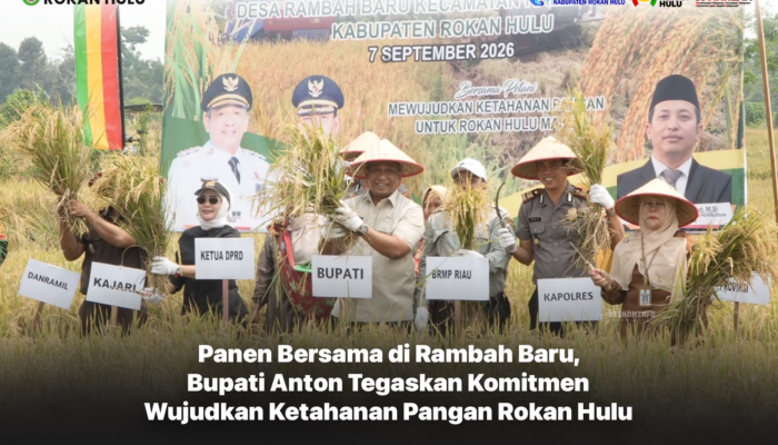 Panen Bersama di Rambah Baru, Bupati Anton Tegaskan Komitmen Wujudkan Ketahanan Pangan Rokan Hulu