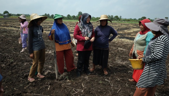 Petani Teluk Lanus Keluhkan Irigasi, Ratusan Hektare Lahan Tak Bisa Digarap
