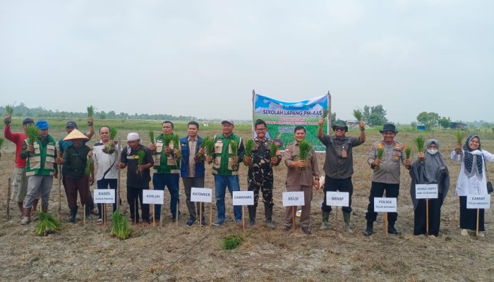 Tanam Serentak Sekolah Lapang PM AAS Digelar di Desa Kuala Panduk