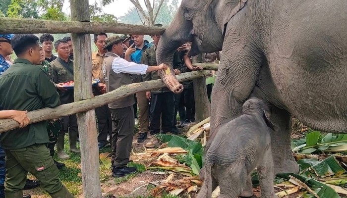 Menteri Kehutanan Dan Kapolda Riau Kunjungi TNTN Ukui, Beri Nama GANESHA Untuk Anak Gajah Mama Lisa